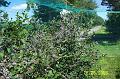 100_2468 (Copier)